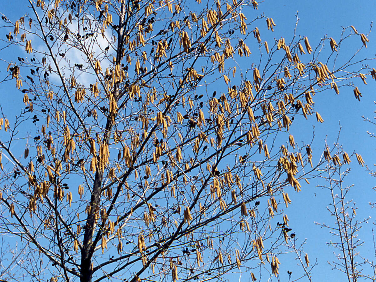 Alnus cordata