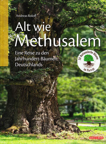 Alt wie Methusalem – Eine Reise zu den Jahrhundert-Bäumen Deutschlands