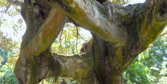 Rubber tree