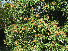 Aesculus mutabilis Penduliflora