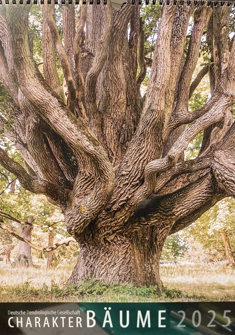 Wandkalender: Charakter Bäume 2025