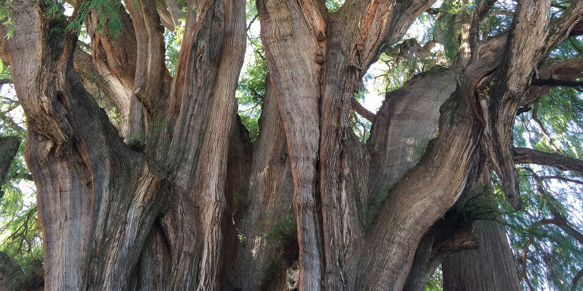 Mexican bald cypress